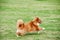 Pomeranian dog running