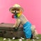 Pomeranian dog, shorts and Hawaiian lei, leaning on suitcase