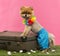 Pomeranian dog, shorts and Hawaiian lei, leaning on suitcase