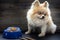 Pomeranian dog sitting lonely on the table with food and snack in morning day.