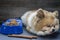 Pomeranian dog sitting lonely on the table with food and snack in morning day.