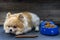 Pomeranian dog sitting lonely on the table with food and snack in morning day. Depress, anorexia