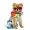 Pomeranian dog sitting, wearing shorts, Hawaiian lei, short, red