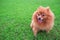 Pomeranian dog Slick Tongue seats on the grass green.