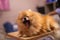 Pomeranian dog, small cute, orange, sleepy