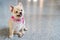 Pomeranian dog smiling, looking up, with copy space