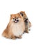 Pomeranian dog stading on isolated