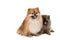 Pomeranian dog stading on isolated