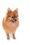 Pomeranian dog stading on isolated