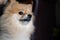 Pomeranian dog standing at the door and wants to go outside. A dog in front of a front door