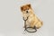 Pomeranian dog with stethoscope as veterinarian. Isolated on gray background