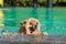 Pomeranian dog is swimming in the green pool in the afternoon with water splash