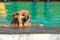 Pomeranian dog is swimming in the green pool in the afternoon with water splash