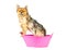Pomeranian dog taking a bath standing in pink bathtub isolated