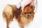 A pomeranian dog taking a shower with soap and water. Dog on white background. Dog in bath