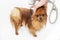 A pomeranian dog taking a shower with soap and water. Dog on white background. Dog in bath