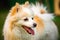 Pomeranian dog with tongue out closeup portrait