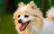 Pomeranian dog with tongue out closeup portrait