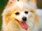 Pomeranian dog with tongue out closeup portrait