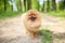 Pomeranian dog on a walk. Dog outdoor. Beautiful dog