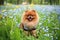 Pomeranian dog on a walk. Dog outdoor. Beautiful dog