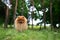 Pomeranian dog on a walk. Dog outdoor. Beautiful dog