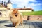 Pomeranian dog on a walk. Dog outdoor. Beautiful dog