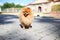 Pomeranian dog on a walk. Dog outdoor. Beautiful dog