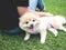 Pomeranian dog with woman in the lawn.