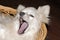 Pomeranian dog yawning