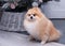 Pomeranian dogs pose after grooming. elegant haircut