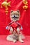 Pomeranian dogs wearing Chinese Qipao in chineses new year, Little dog and happy Chineses new year