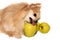 Pomeranian eats apples or fruits. Useful and healthy food for dogs