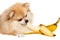 Pomeranian eats a banana. Dog eating fruit on white background. Pomeranian elite isolate