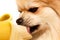 Pomeranian eats a banana. Dog eating fruit on white background. Pomeranian elite isolate. Dog Food