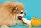 Pomeranian eats a banana, fruit on a blue background. Healthy dog food
