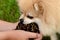 Pomeranian eats berries from the boy`s hands. Healthy dog food