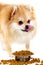 Pomeranian eats dog food and licks his lips. The dog isolate