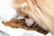 Pomeranian eats dry dog food from a plastic bag close-up. Granular dry dog food