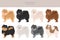 Pomeranian German spitz clipart. Different poses, coat colors set