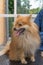 Pomeranian German Spitz dog posing on the grooming table