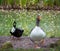 Pomeranian goose with a black duck at the pond