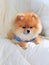 Pomeranian grooming dog wear clothes on bed