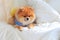 Pomeranian grooming dog wear clothes on bed