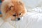 Pomeranian grooming dog wear clothes on bed a