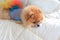 Pomeranian grooming dog wear clothes on bed