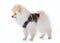 Pomeranian grooming dog on white background