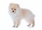 Pomeranian grooming dog on white background