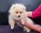 Pomeranian in the hands of a groomer. Beautiful Pomeranian hairstyle. t
