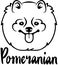 Pomeranian head black white
